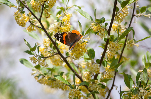 Red Admiral on Honeysuckle IV