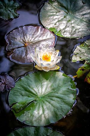 Water Lilies, Anderson Japanese Gardens, Rockford, IL