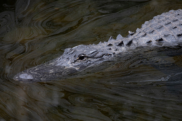 American Alligator