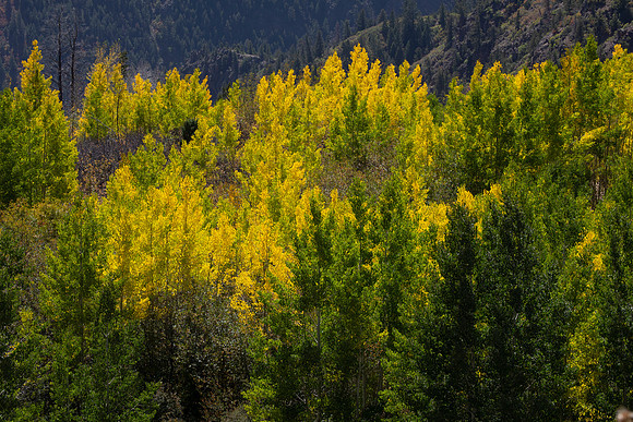 Aspen and Conifers, Gunnison Canyon, CO