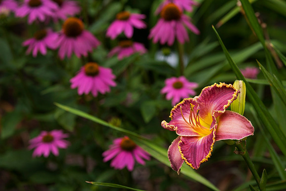 David Kirchoff, Purple Coneflower