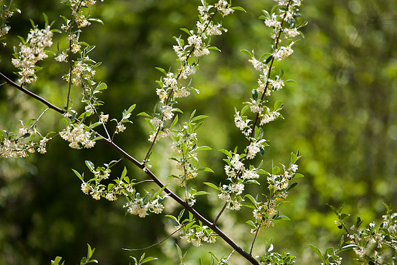 Honeysuckle Detail
