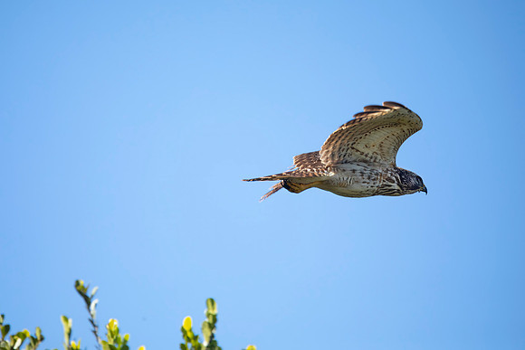 Red-Shouldered Hawk