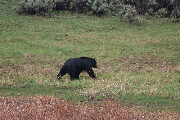 Black Bear