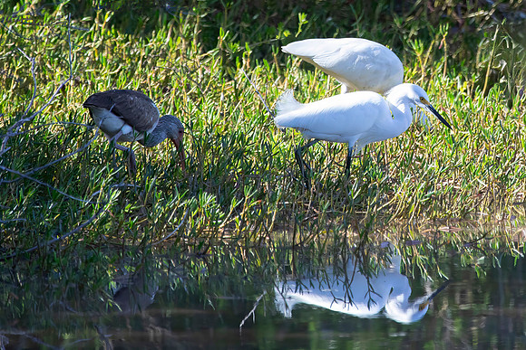 Snowy Egret, White Ibis, White Ibis (Juvenile)