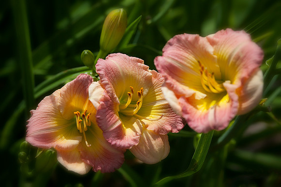 Apple Blossom