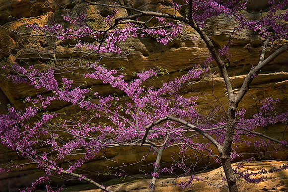 Redbud, Illinois Canyon, Starved Rock State Park, IL