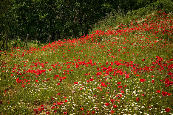 Poppies and Wildflowers, Monteriggioni, Italy
