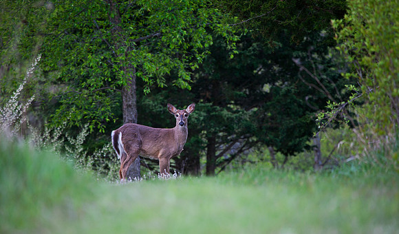 Whitetail II
