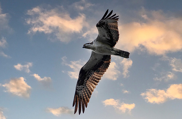 Osprey
