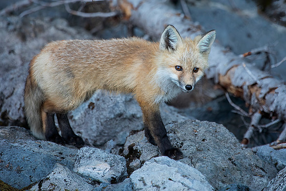 Cascade Fox - Red Phase