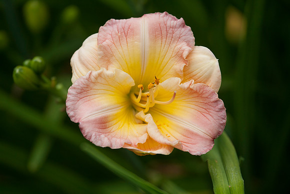 Apple Blossom