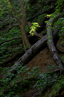 Matthiessen State Park, IL