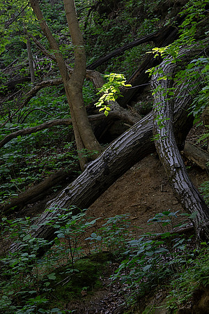 Matthiessen State Park, IL