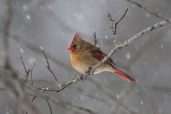 Female Cardinal, Snowstorm, Stockton, IL
