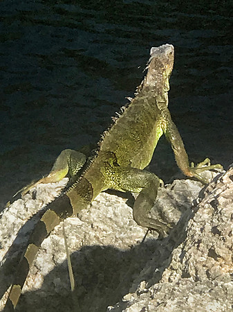 Green Iguana