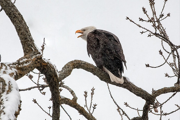 Bald Eagle