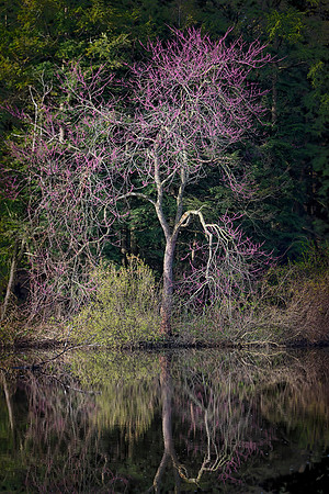 Redbud Reflection, Morton Arboretum, Lisle, IL