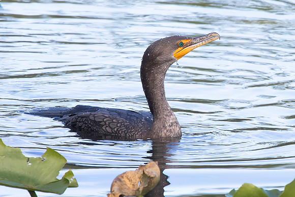Double Crested  Cormorant