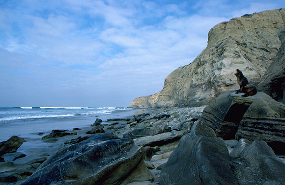 Harbour Seal, Torrey Pines State Reserve, San Diego, CA (January 20, 1989)