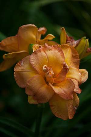 Frances Joiner