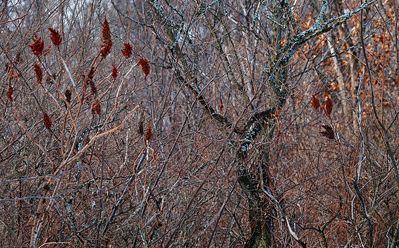 Sumac