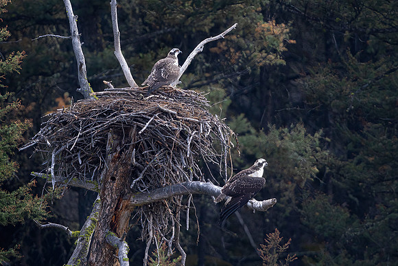 Nesting Osprey