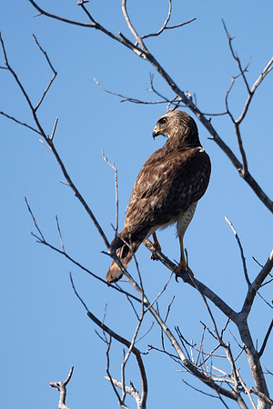 Red-Shouldered Hawk