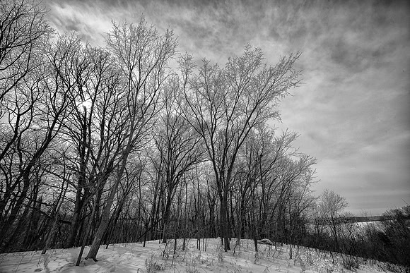 Winter Trees