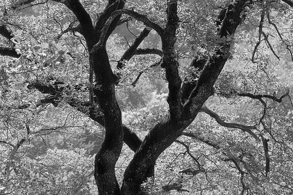 Trees, Near Villa Rosa, Tuscany, Italy