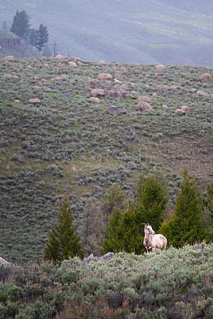 Rocky Mountain Big Horn Sheep Ewe