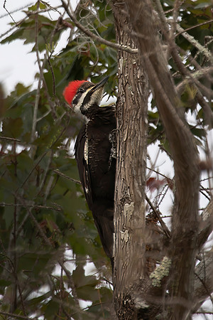 Pileated Woodpecker