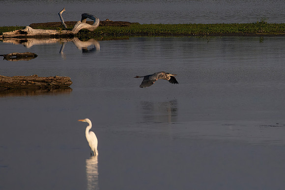 Great Egret and Great Blue Heron