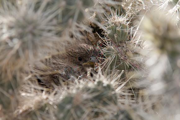 Cactus Wren (Juvenile)