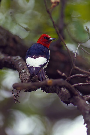 Red-headed Woodpecker