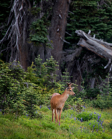 Mule Deer Stag