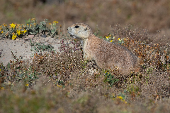 Prairie Dog
