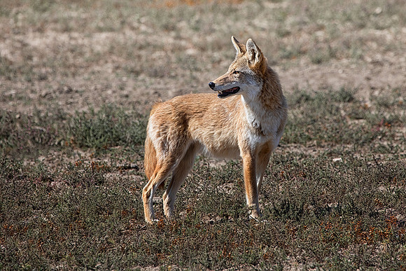 Coyote