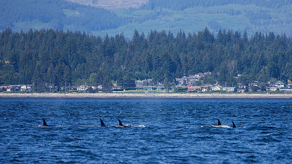 Orca Pod