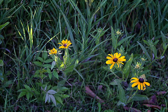 Brown-eyed Susan, Stockton, IL