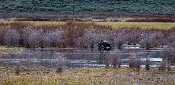 Grizzly Bear