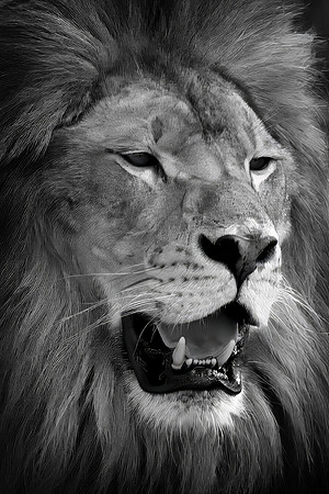 Pride (captive)