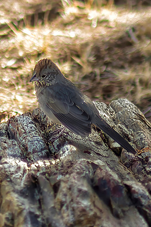 Green-tailed Towhee