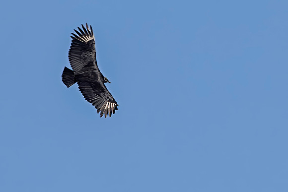 Black Vulture