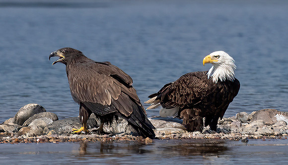 Bald Eagles, Juvenile and Adult