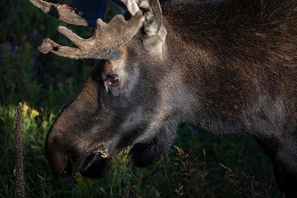 Adolescent Bull Moose