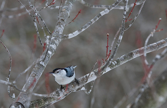 White-Breasted Nuthatch, Stockton, IL