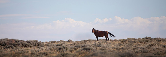Wild Horses