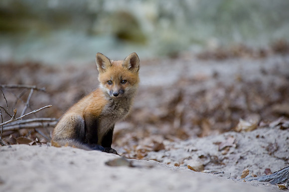Fox Kit, Starved Rock State Park, LaSalle County, IL