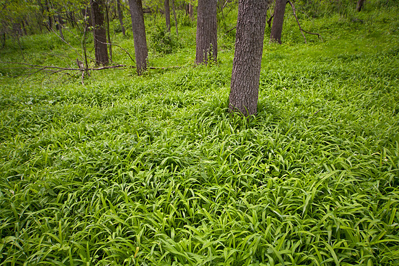 Carpet of Green